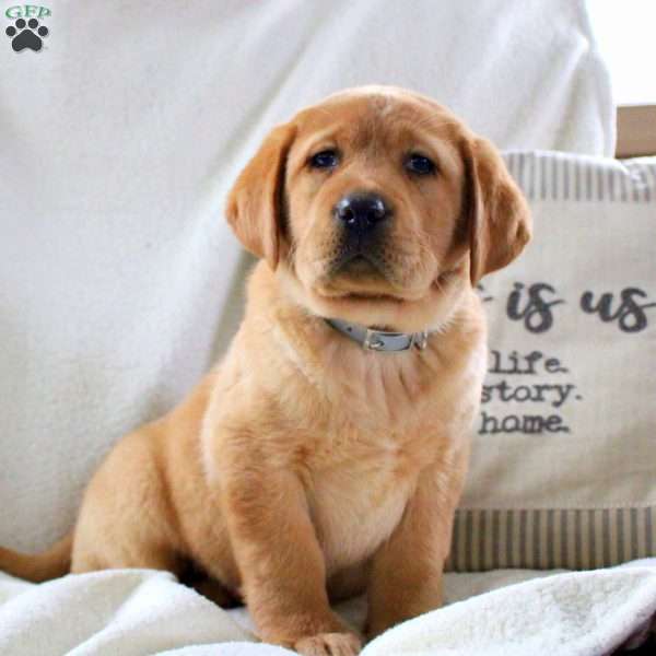 Micah, Fox Red Labrador Retriever Puppy