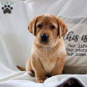 Micah, Fox Red Labrador Retriever Puppy