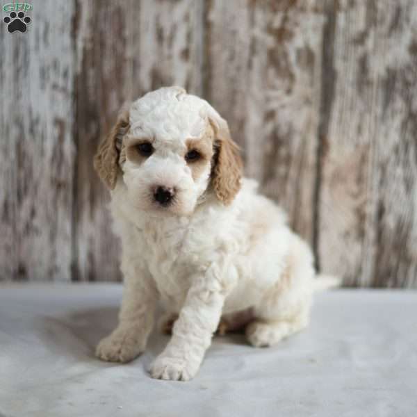 Mickey, Mini Labradoodle Puppy