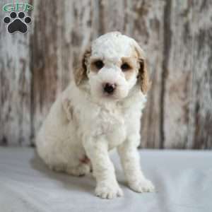 Mickey, Mini Labradoodle Puppy