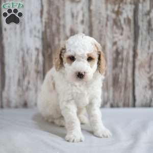 Mickey, Mini Labradoodle Puppy