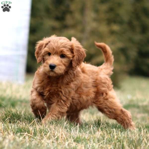 Mickey, Mini Goldendoodle Puppy