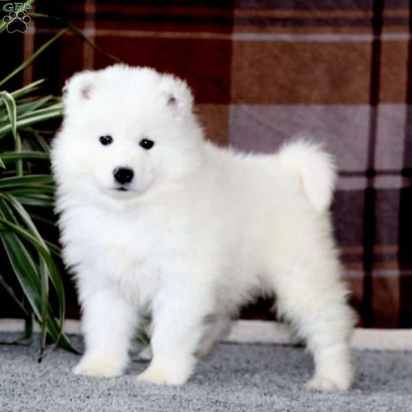 Mickey, Samoyed Puppy