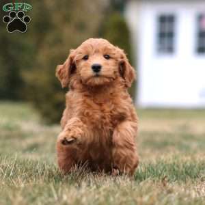 Mickey, Mini Goldendoodle Puppy