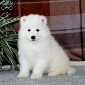 Mickey, Samoyed Puppy