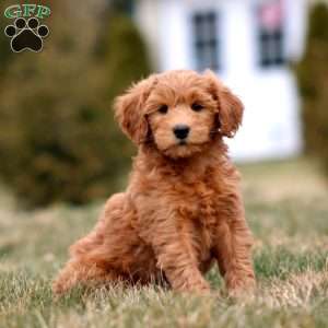 Mickey, Mini Goldendoodle Puppy