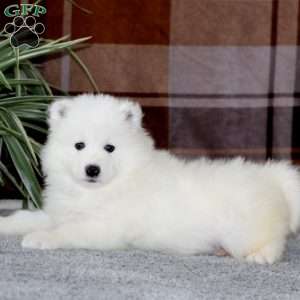 Mickey, Samoyed Puppy