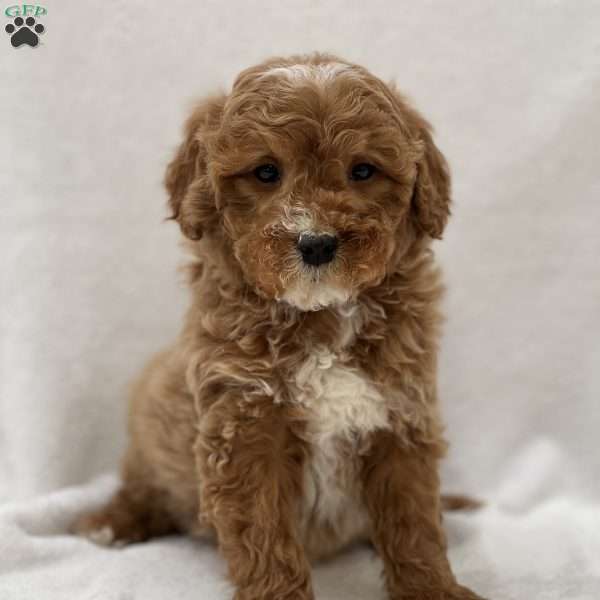 Mickey, Mini Goldendoodle Puppy