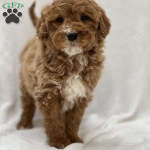 Mickey, Mini Goldendoodle Puppy