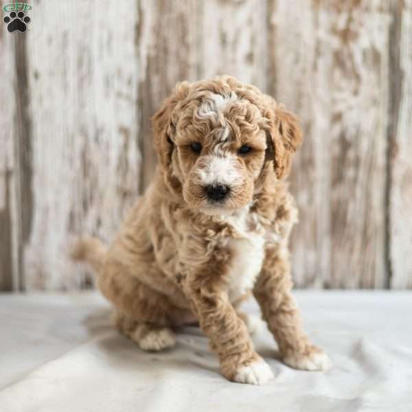 Mildred, Mini Labradoodle Puppy