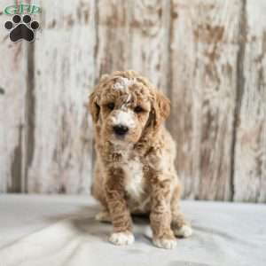 Mildred, Mini Labradoodle Puppy