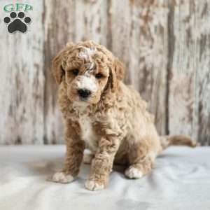 Mildred, Mini Labradoodle Puppy