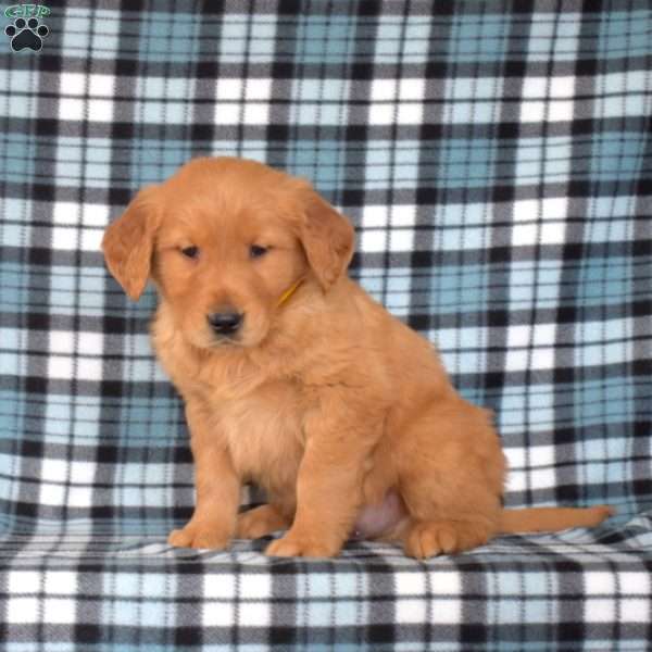 Miles, Golden Retriever Puppy