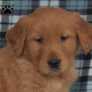 Miles, Golden Retriever Puppy