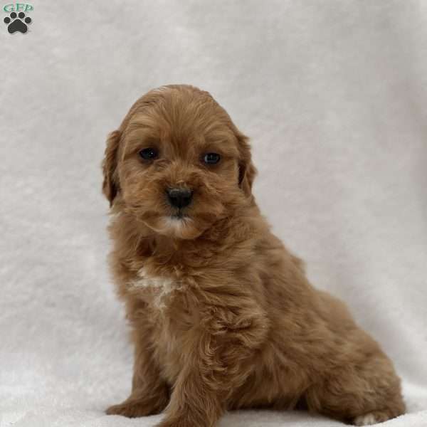 Mary, Mini Goldendoodle Puppy