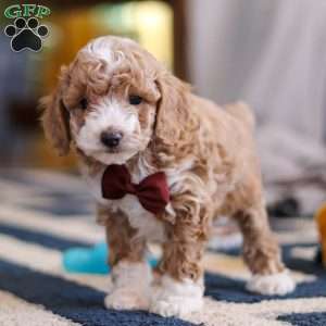 Milo, Cockapoo Puppy