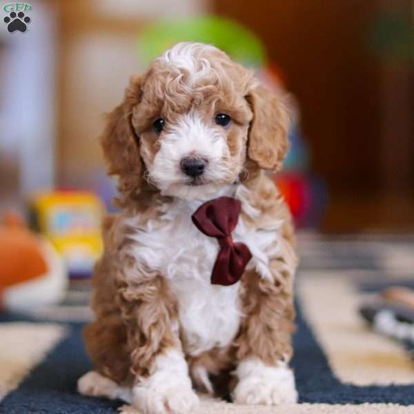 Milo, Cockapoo Puppy