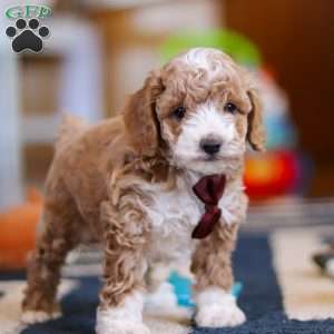 Milo, Cockapoo Puppy