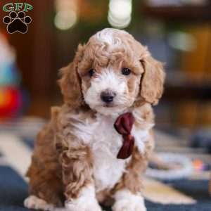 Milo, Cockapoo Puppy