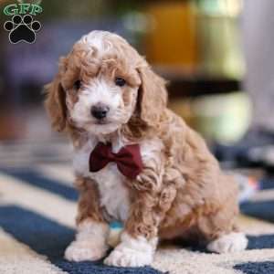 Milo, Cockapoo Puppy