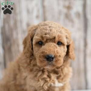 Milo, Mini Labradoodle Puppy