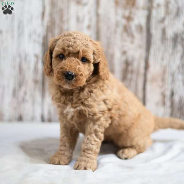 Milo, Mini Labradoodle Puppy