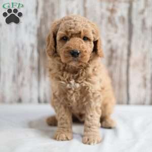 Milo, Mini Labradoodle Puppy