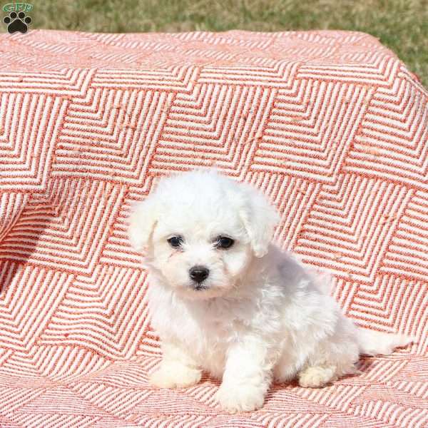 Milo, Bichon Frise Puppy