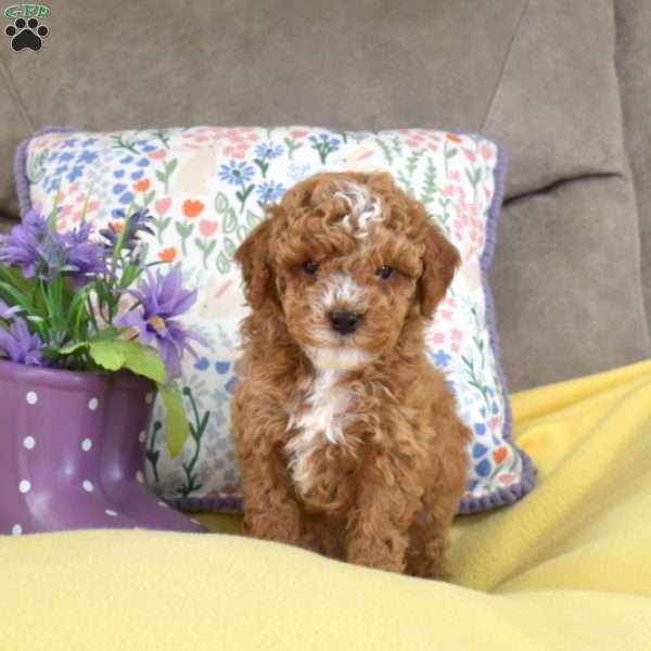 Milo, Miniature Poodle Mix Puppy