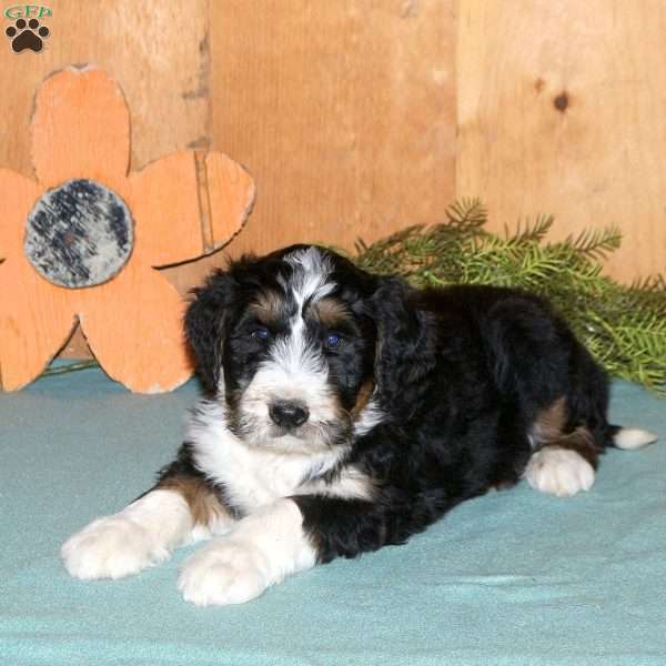 Milo, Bernedoodle Puppy