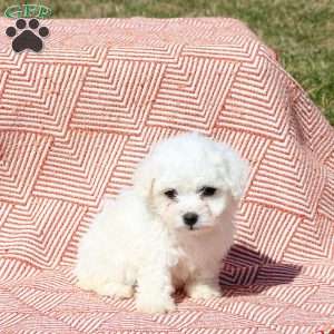 Milo, Bichon Frise Puppy