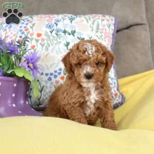 Milo, Miniature Poodle Mix Puppy