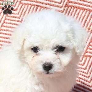 Milo, Bichon Frise Puppy