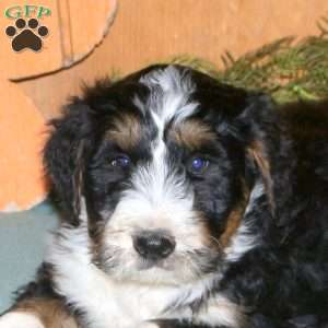 Milo, Bernedoodle Puppy