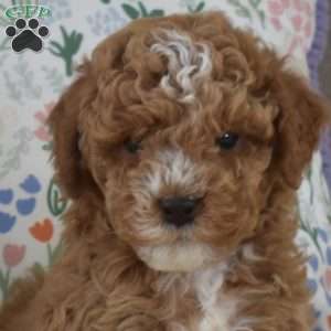 Milo, Miniature Poodle Mix Puppy