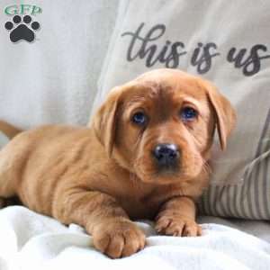 Milo, Fox Red Labrador Retriever Puppy