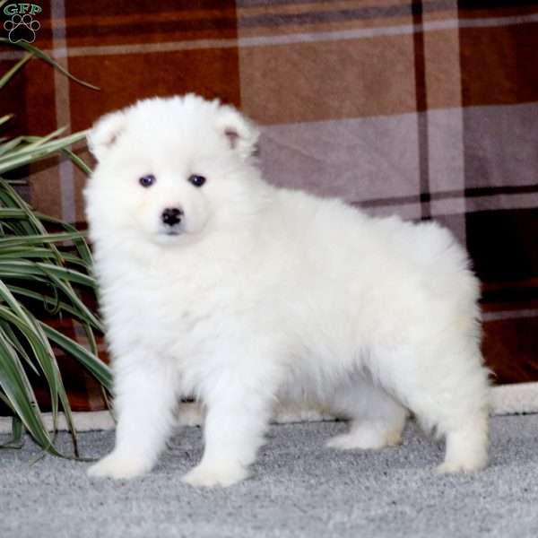 Mindy, Samoyed Puppy