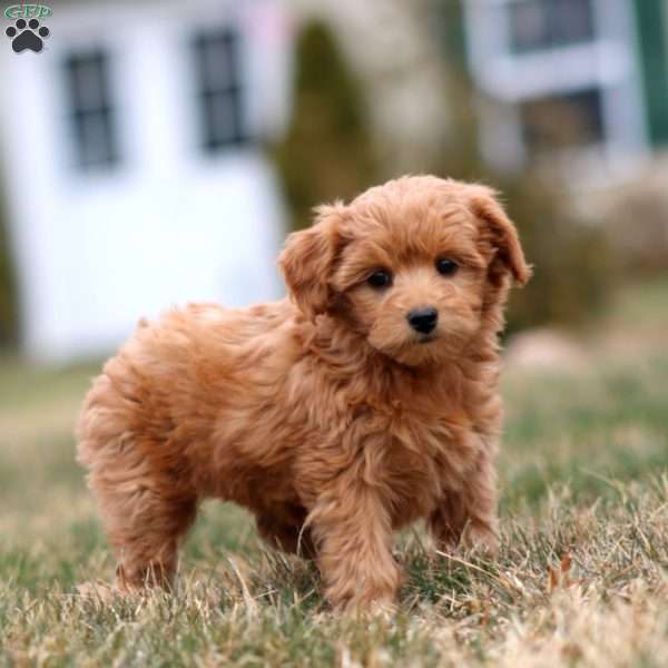 Mindy, Mini Goldendoodle Puppy