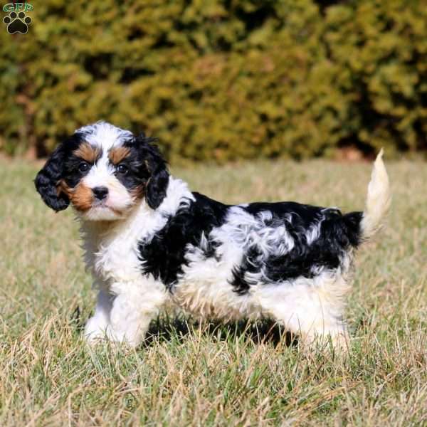 Mindy, Bernedoodle Puppy