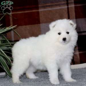 Mindy, Samoyed Puppy