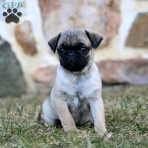 Mindy, Pug Puppy
