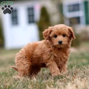 Mindy, Mini Goldendoodle Puppy