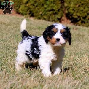 Mindy, Bernedoodle Puppy