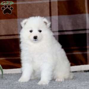 Mindy, Samoyed Puppy