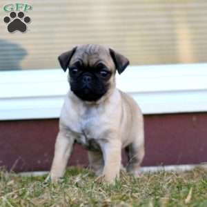Mindy, Pug Puppy
