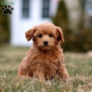 Mindy, Mini Goldendoodle Puppy