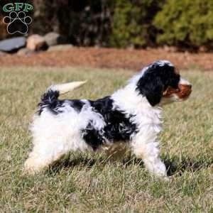 Mindy, Bernedoodle Puppy