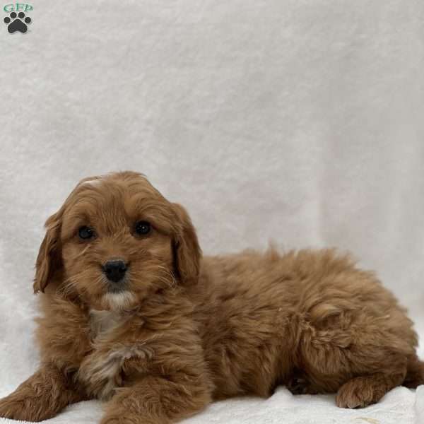 Minnie, Mini Goldendoodle Puppy