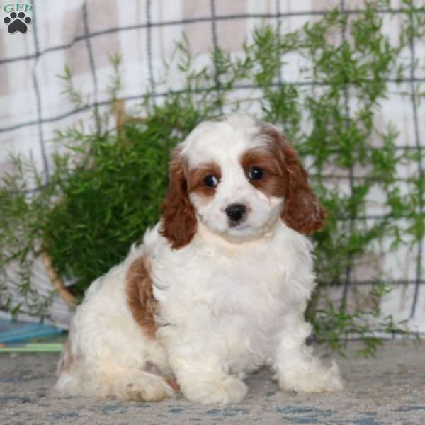 Missy, Cavapoo Puppy