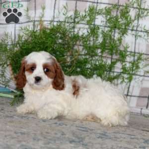 Missy, Cavapoo Puppy